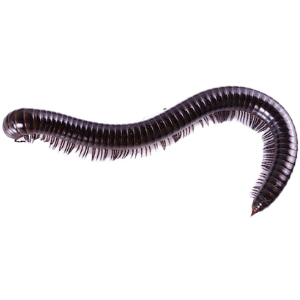 Millipedes