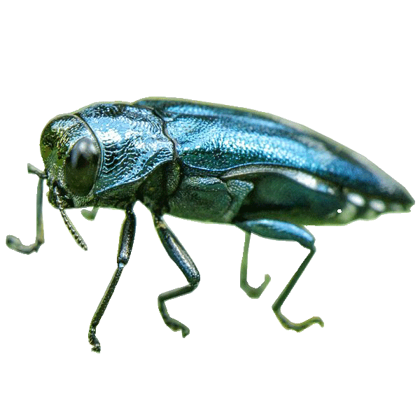 Close-up of an emerald ash borer on tree bark in Minnesota