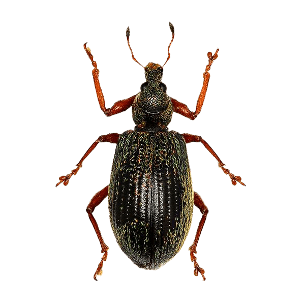 Strawberry root weevil identified by Adam’s Pest Control in Minnesota