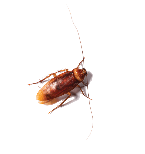American Cockroach