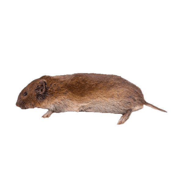 Vole Page