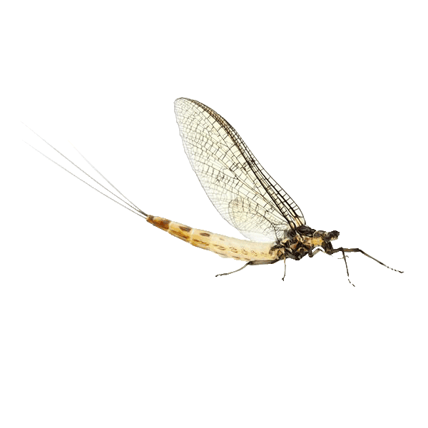 Mayfly resting on a window during peak season in Minnesota