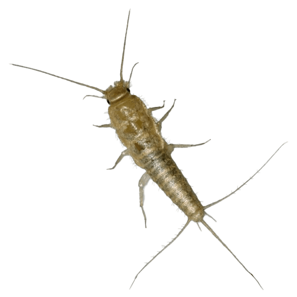 silverfish
