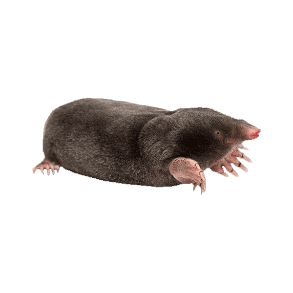 Mole in lawn – subterranean pest causing raised tunnels and turf damage in residential yards