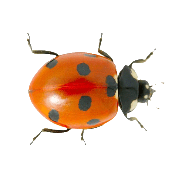 Ladybug infestation on window frame in a Minnesota home