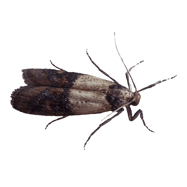 Indian meal moth found in kitchen pantry infesting stored dry food products