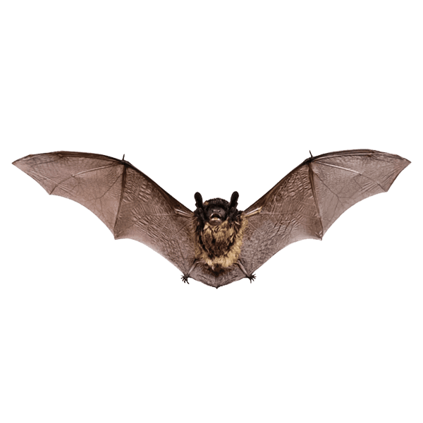 Bats