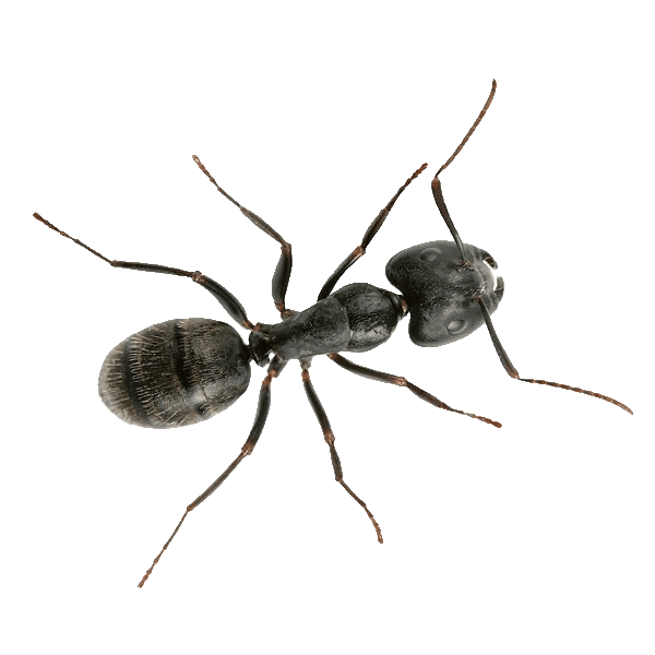 Carpenter Ants