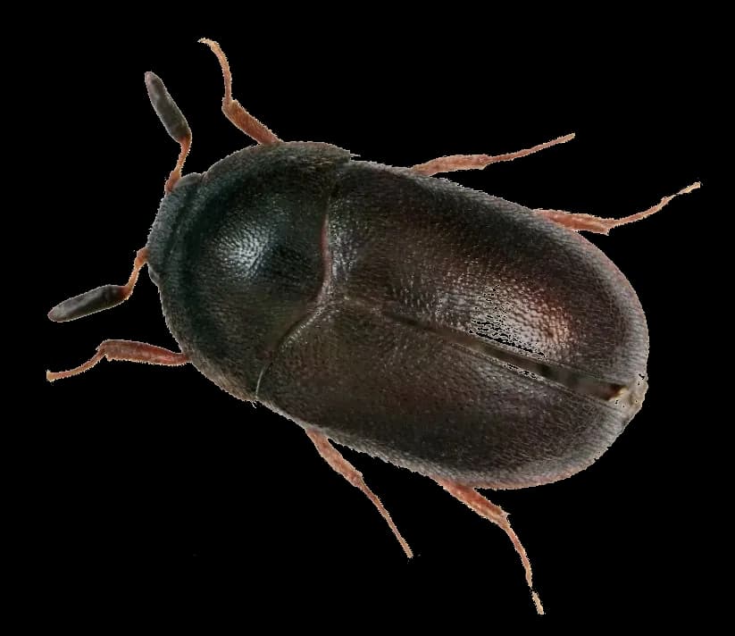 Black Carpet Beetle