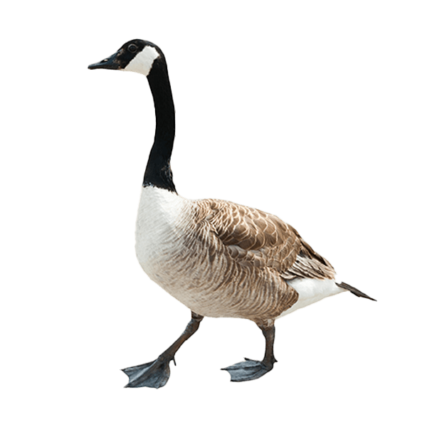 Canada geese congregating on a residential lawn, illustrating potential pest issues and the importance of professional goose control services.