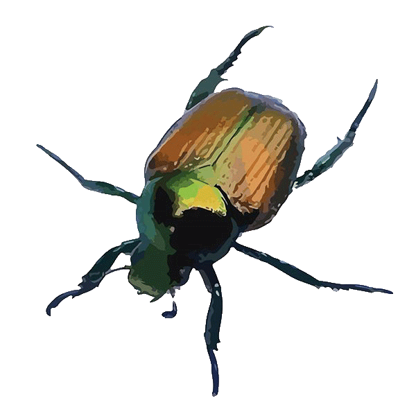 Japanese beetles feeding on garden plants in Minnesota landscape