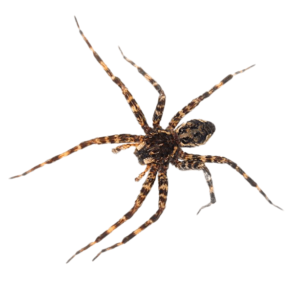 spiders