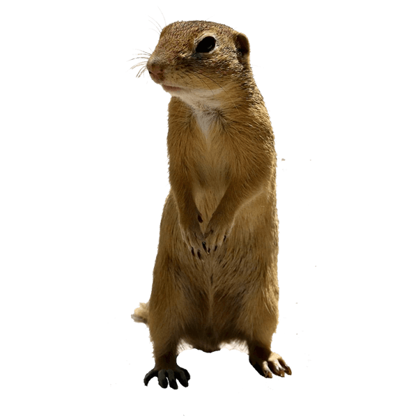 Gopher in lawn – destructive burrowing rodent often responsible for underground tunneling and yard damage
