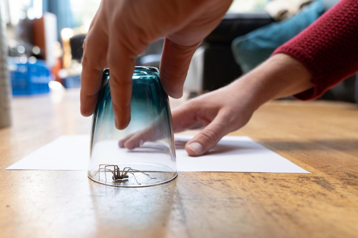 spider being covered with glass