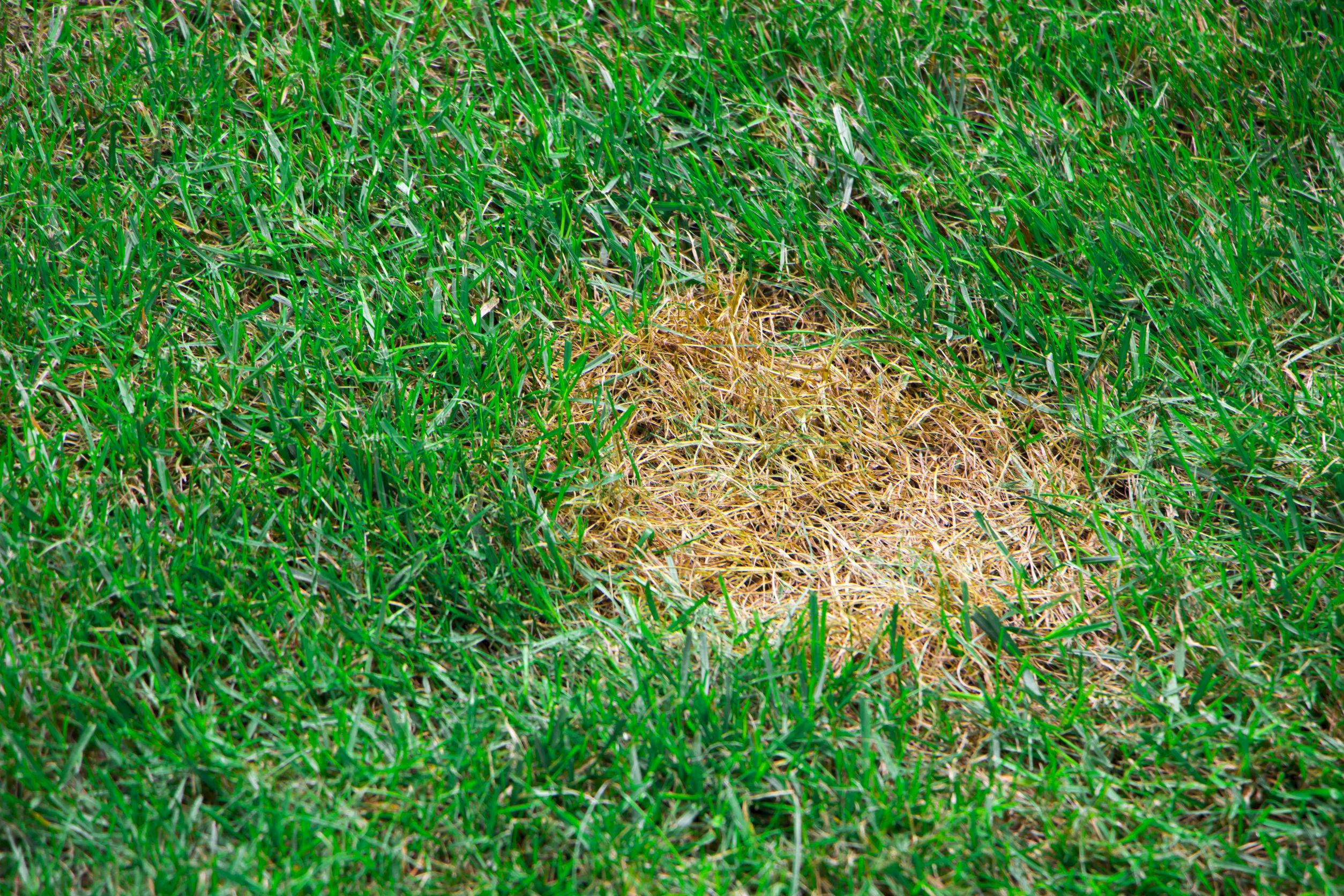 Common Fall Lawn Diseases - Cardinal Lawns