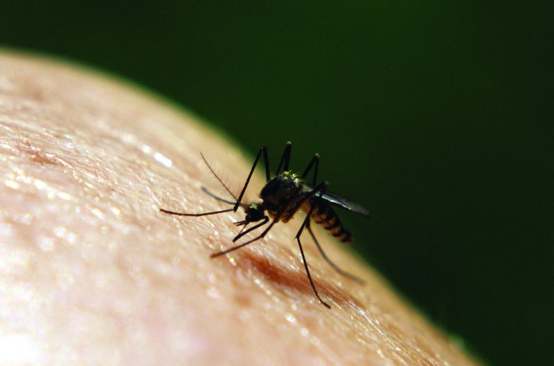 mosquito laying eggs in skin