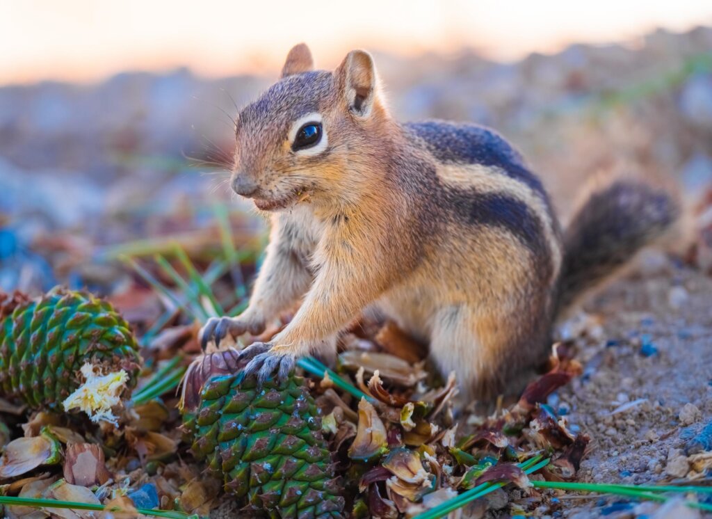 Large Humane Live Animal Trap for Squirrel Chipmunk Rat Mice Rodent Animal  Catch