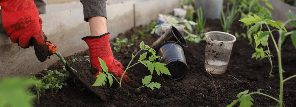 Digging plant in greenhouse