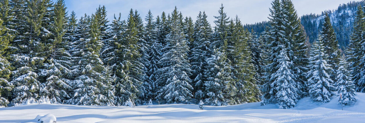 Conifer trees