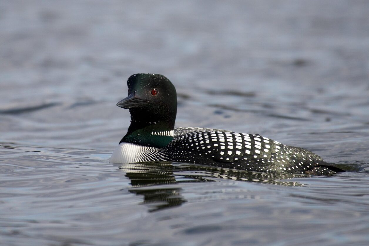 loon on lake