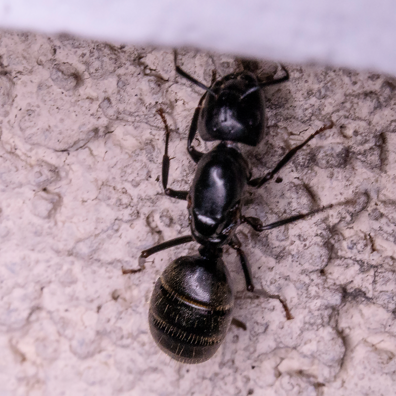 What Are the Big Black Ants in My Home?