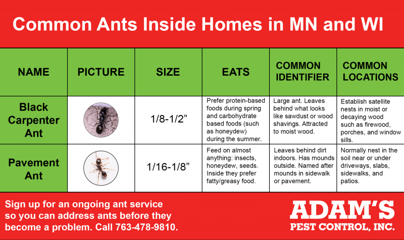 Common Ants Inside Homes in Minnesota and Wisconsin
