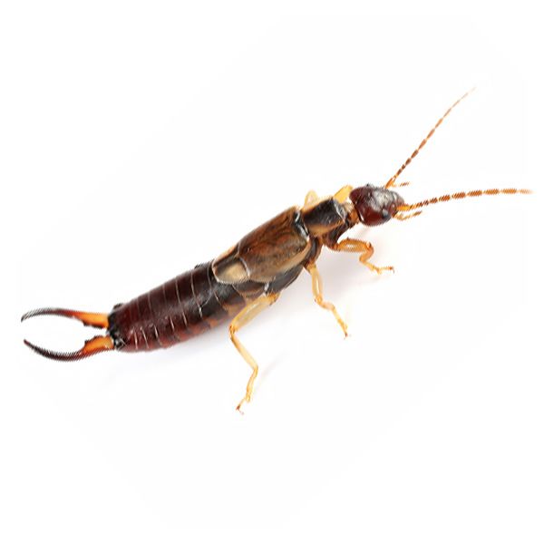 Earwig