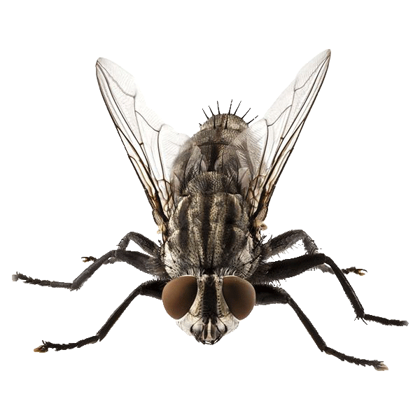 3,149 Black Fly Stock Photos, High-Res Pictures, and Images - Getty Images
